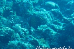 Franzosen-Kaiserfisch_adult-Karibik-2014-07