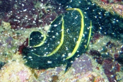 Franzosen-Kaiserfisch_adult-Karibik-2014-09