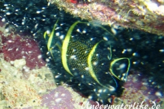Franzosen-Kaiserfisch_adult-Karibik-2014-10