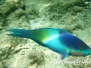 Fünfsattel-Papageifisch (Scarus scaber)