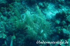 Gabel-Federgorgonie_adult-Karibik-2014-001