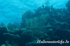 Gabel-Federgorgonie_adult-Karibik-2014-002