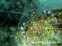Gebänderte Scherengarnele (Stenopus hispidus) Indik