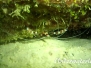 Gebänderte Scherengarnele (Stenopus hispidus) Karibik