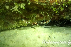 Gebaenderte Scherengarnele_adult-Karibik-2014-001
