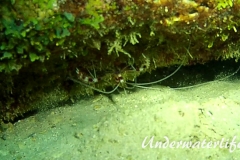 Gebaenderte Scherengarnele_adult-Karibik-2014-002