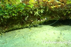 Gebaenderte Scherengarnele_adult-Karibik-2014-003