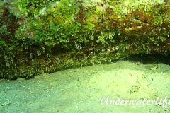 Gebaenderte Scherengarnele_adult-Karibik-2014-004