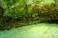 Gebaenderte Scherengarnele_adult-Karibik-2014-005