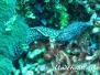 Gefleckte Muräne (Gymnothorax moringa)