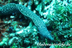 Gefleckte-Muraene_adult-Karibik-2014-05