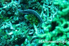 Gefleckte-Muraene_adult-Karibik-2014-06