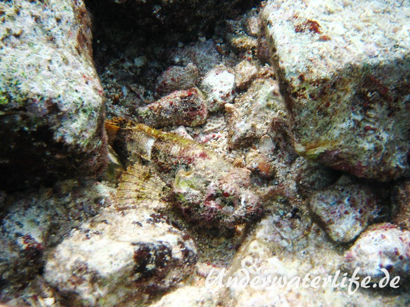 Gefleckter Skorpionsfisch_adult-Karibik-2014-02