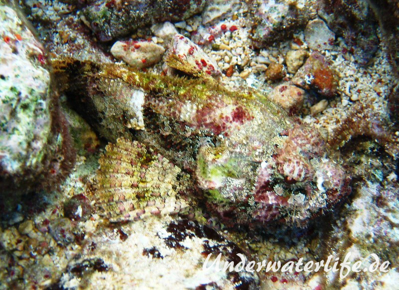 Gefleckter Skorpionsfisch_adult-Karibik-2014-03