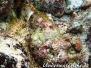 Gefleckter Skorpionsfisch (Scorpaena plumieri)