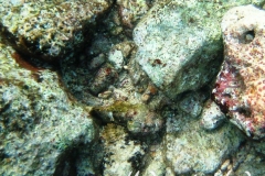 Gefleckter Skorpionsfisch_adult-Karibik-2014-04