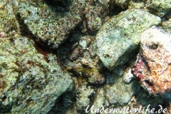 Gefleckter Skorpionsfisch_adult-Karibik-2014-05
