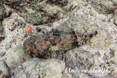 Gefleckter Skorpionsfisch_adult-Karibik-2014-11