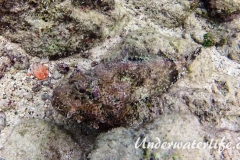 Gefleckter Skorpionsfisch_adult-Karibik-2014-12