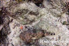 Gefleckter Skorpionsfisch_adult-Karibik-2014-16