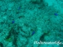 Gelbbauch-Demoiselle (Pomacentrus caerulois)