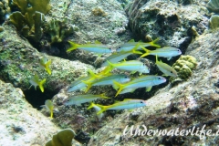 Gelbe Meerbarbe_adult-Karibik-2014-01