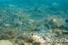 Gelbe Meerbarbe_adult-Karibik-2014-02