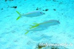 Gelbe Meerbarbe_adult-Karibik-2014-08