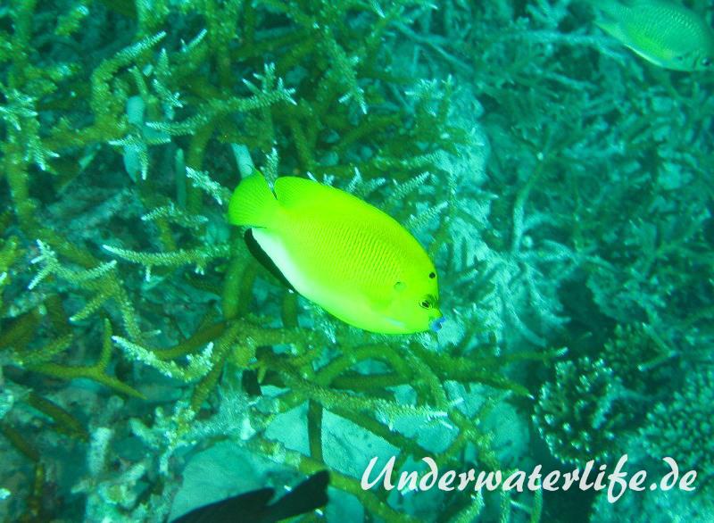 Gelber-Dreipunkt- Kaiserfisch_adult-Malediven-2013-02
