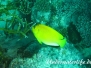 Gelber Dreipunkt- Kaiserfisch (Apolemichtys trimaculatus)