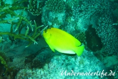 Gelber-Dreipunkt- Kaiserfisch_adult-Malediven-2013-01