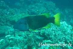 Gelbflossen-Strassenkehrer_adult-Malediven-2013-01