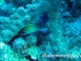 Gelbgestreifter-Husar (Neoniphon marianus)