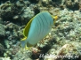 Gelbkopf-Falterfisch (Chaetodon Xanthocephalus)