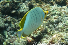 Gelbkopf-Falterfisch_adult-Malediven-2013-02