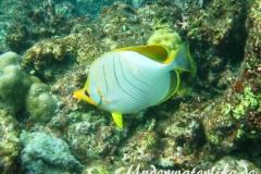 Gelbkopf-Falterfisch_adult-Malediven-2013-03