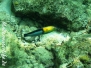 Gelbkopf-Lippfisch (Halichoeres garnoti)