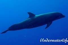 Delfin_adult-Karibik-2014-001