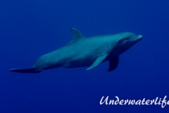 Delfin_adult-Karibik-2014-003