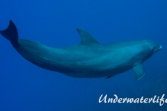 Delfin_adult-Karibik-2014-004