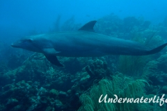 Delfin_adult-Karibik-2014-008