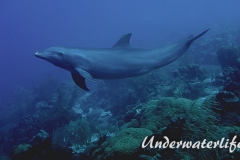 Delfin_adult-Karibik-2014-009