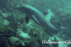 Delfin_adult-Karibik-2014-012