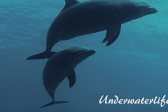 Delfin_adult-Karibik-2014-014