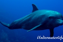 Delfin_adult-Karibik-2014-016