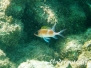 Gemeiner Husar (Holocentrus adscensionis)