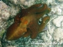 Gemeiner Krake Gewöhnlicher (Octopus vulgaris) Indik