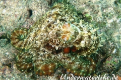 Roter Krake_adult-Malediven-2013-003
