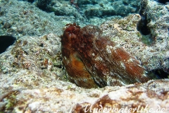 Roter Krake_adult-Malediven-2013-005