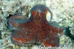 Roter Krake_adult-Malediven-2013-007